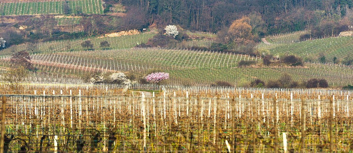 Weinberge in Forst