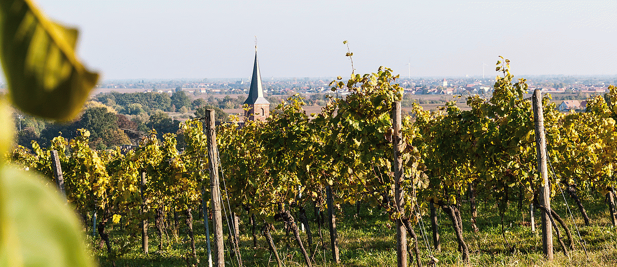 Blick über Forst an der Weinstraße