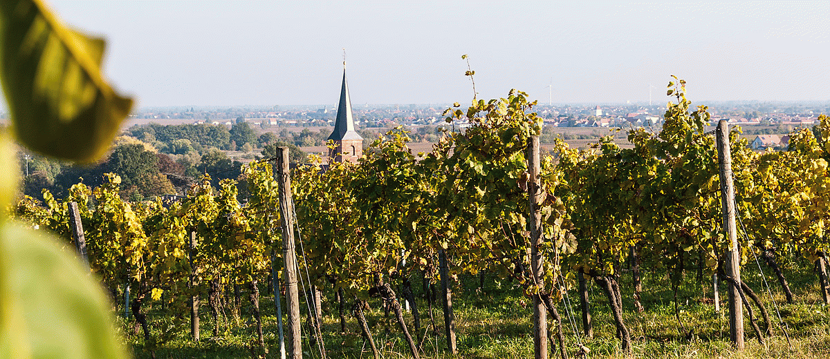 Gemeinde Forst in der Pfalz