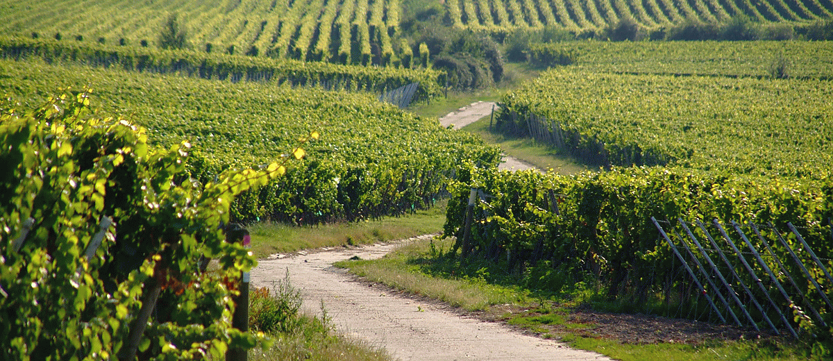 Weinlagen in Forst/Pfalz