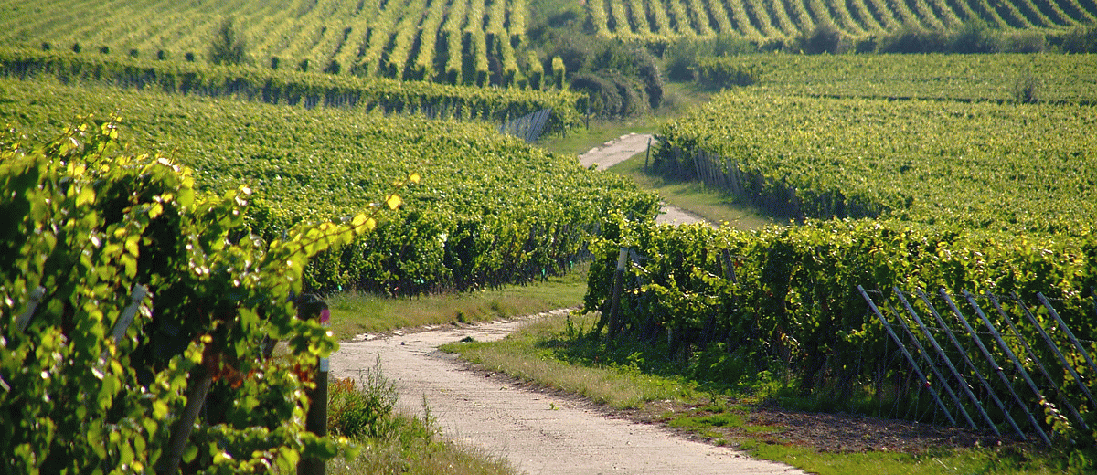 Forst Weinstraße