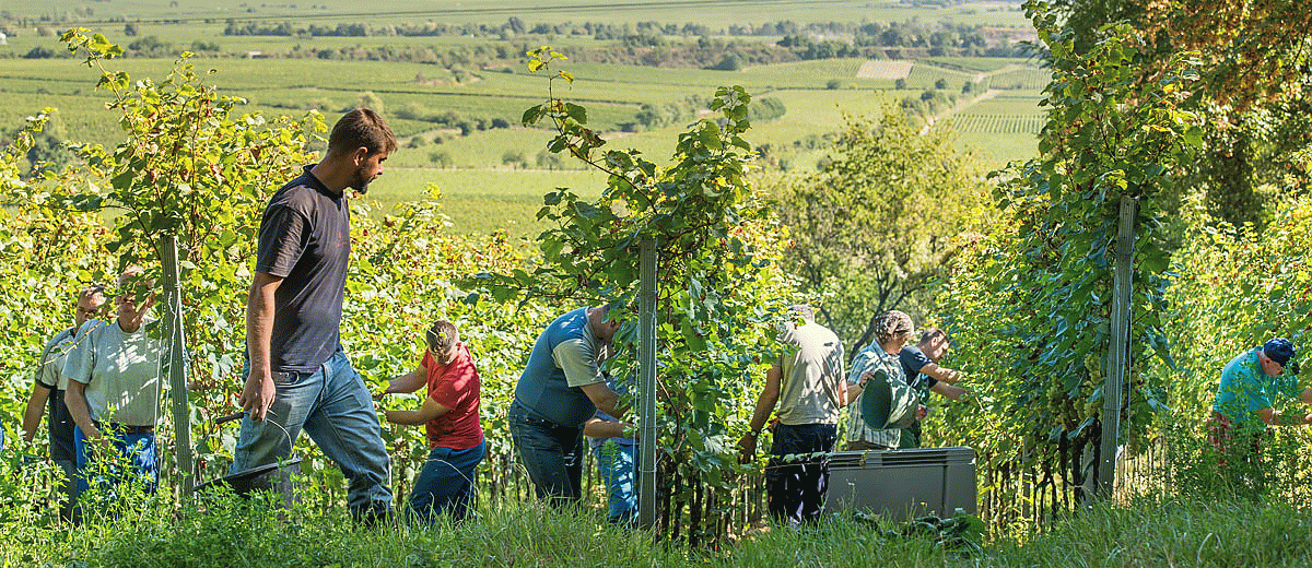 Weinbau - Weingüter in Forst