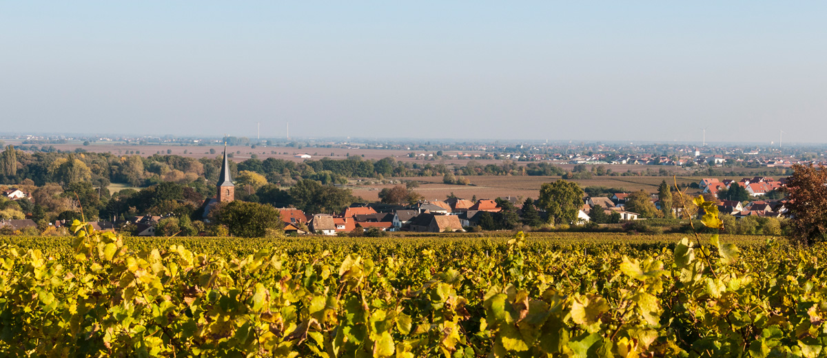 Forst an der Weinstraße, Pfalz Tourismus Gewerbe Weingüter Forst/Pfalz